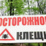 Искитимский район продолжает лидировать по числу укушенных клещами - Konkyrent.Ru