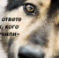 ПАМЯТКА искитимцам по ответственному обращению с животными - Администрация г. Искитим