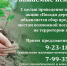 В Искитиме объявляется сбор предложений по местам возможной посадки деревьев на территории города - Konkyrent.Ru