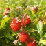 Прогноз возможных чрезвычайных ситуаций на территории НСО на 6 июля - Город Искитим