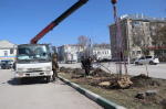 Яблони, похожие на сакуры, высадят во время Всероссийского субботника в городе Искитиме