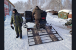 По следам на снегу ведут учет диких животных в Новосибирской области