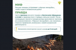 Вокруг лесных пожаров скопилось немало «мифов». Узнайте, где правда, где вымысел