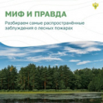 Вокруг лесных пожаров скопилось немало «мифов». Узнайте, где правда, где вымысел