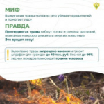 Вокруг лесных пожаров скопилось немало «мифов». Узнайте, где правда, где вымысел